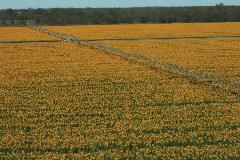 australia_undebri-sunflowers-079_hi_web