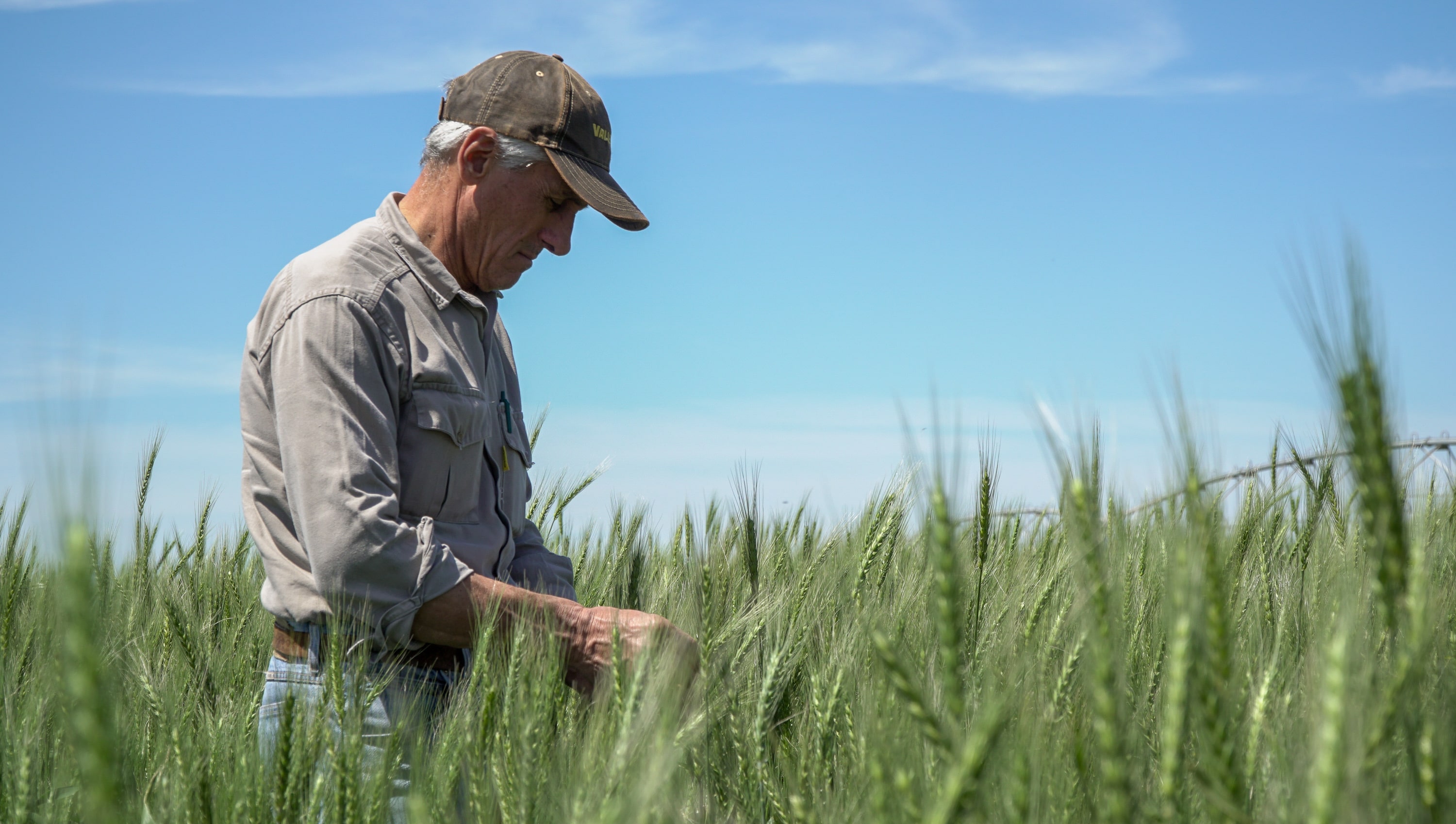 Global Economic Forecast for Wheat and Fertilizers