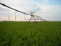 Valley center pivot irrigating rice