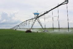 Valley center pivot irrigating rice